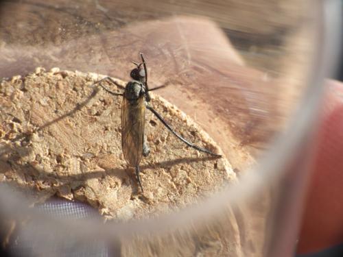 Réf. 275 152 : Rhamphomyia sp.